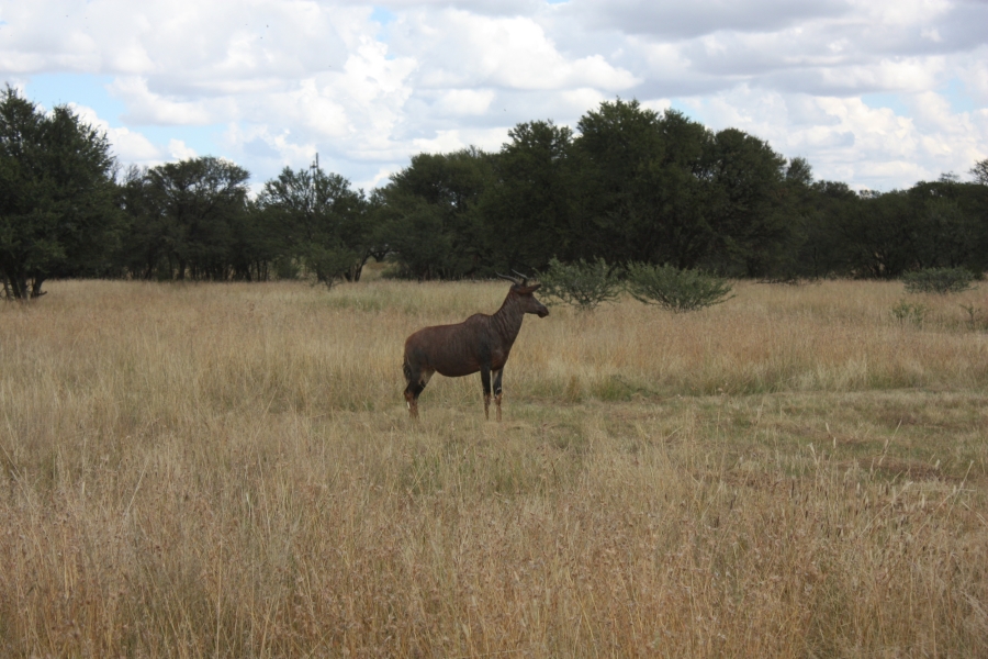 4 Bedroom Property for Sale in Vredefort Free State